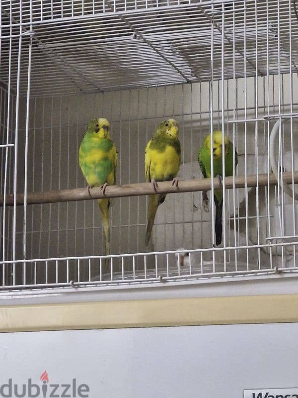 Lovebirds for sale 0