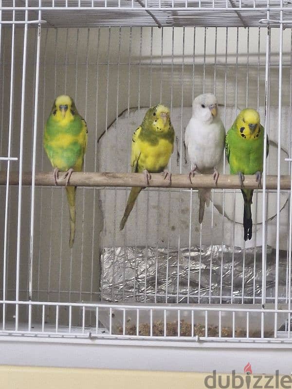 Lovebirds for sale 1