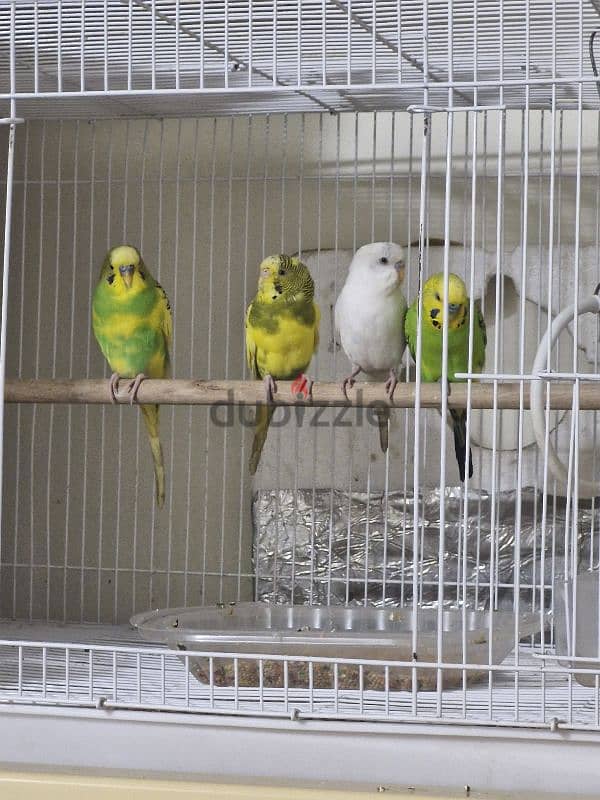 Lovebirds for sale 3