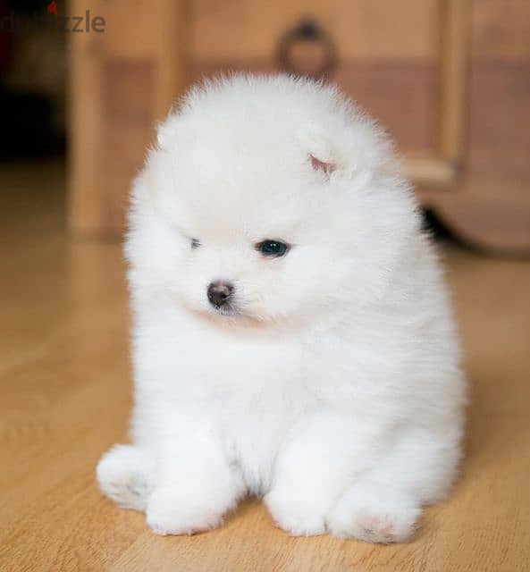 Whatsapp me +96555207281 White Pomeranian puppies for sale 1