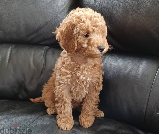 Whatsapp me +96555207281 Nice Toy poodle puppies for sale 1