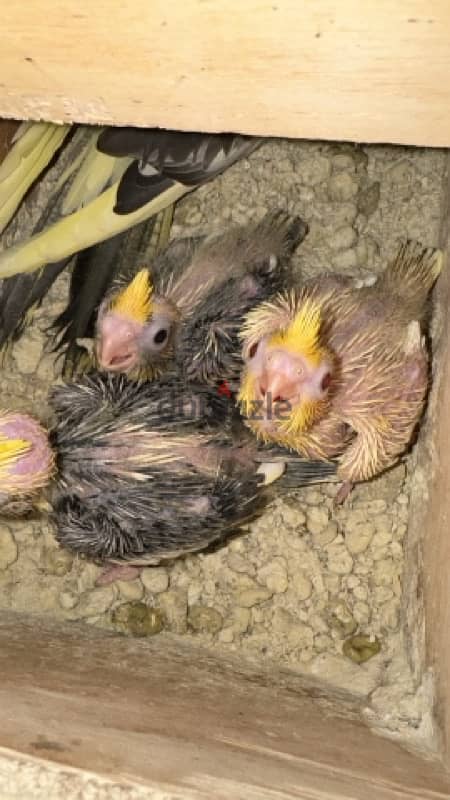 cockatiel baby 0