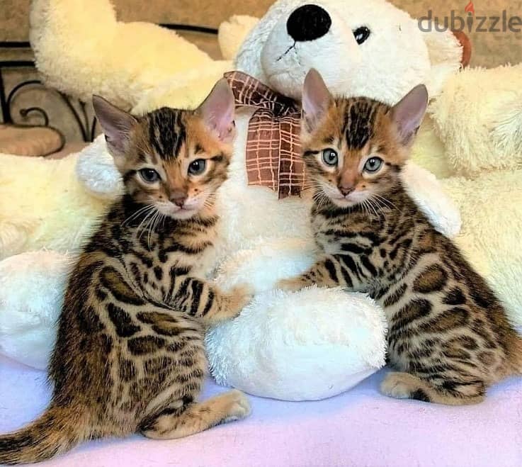 Whatsapp me +96555207281 Bengal kittens for sale 0