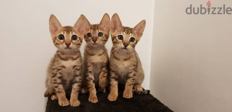 Whatsapp me +96555207281 Savannah kittens for sale 1