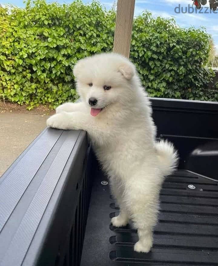 Whatsapp me +96555207281 Samoyed puppies for sale 0