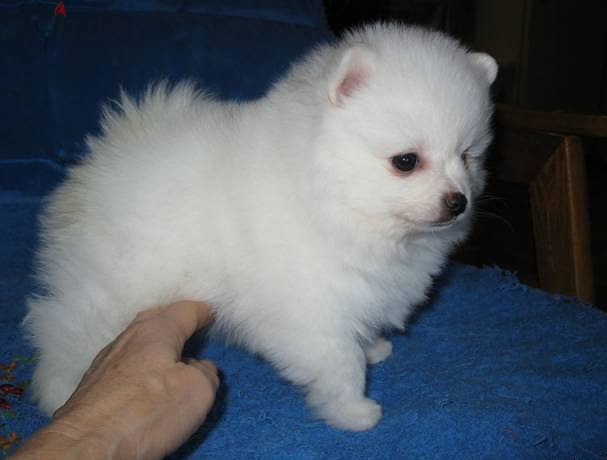 Whatsapp me +96555207281 Friendly Pomeranian puppies for sale 1