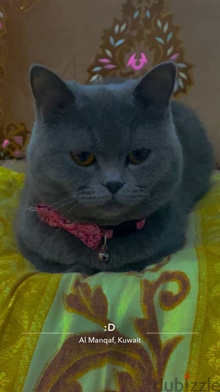 British shorthair female 1