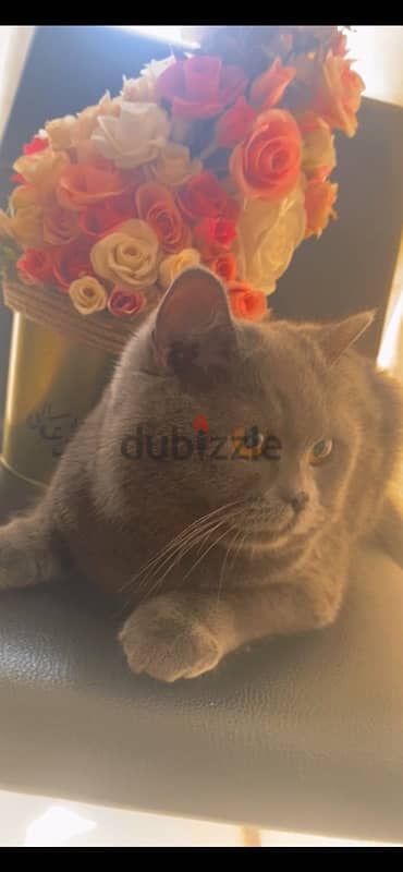 British shorthair female