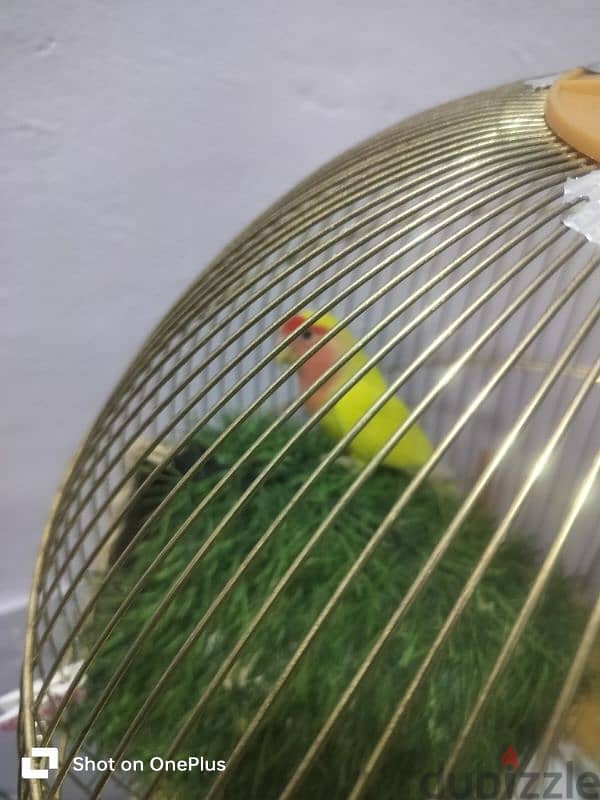 Rosy faced yellow parrot (small) 0