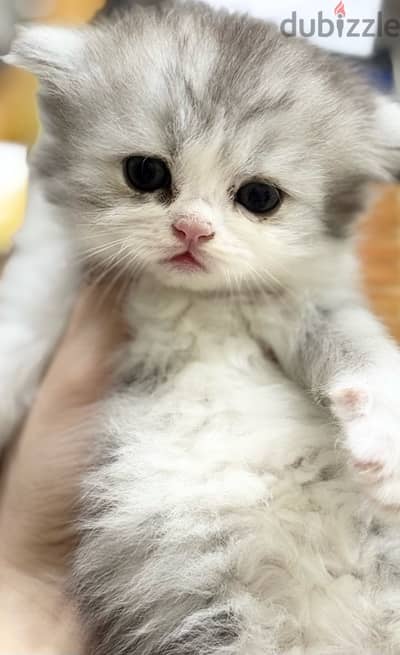 4 pure Persian kittens for sale/ 20 KD