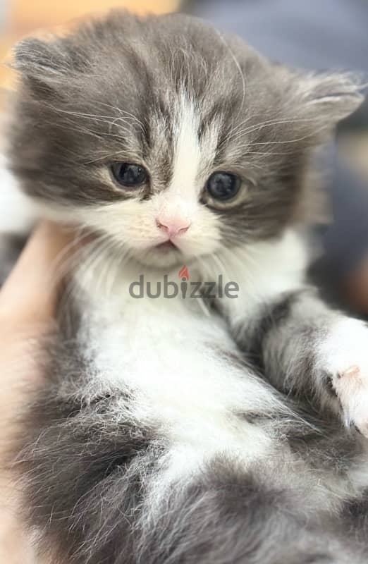 4 pure Persian kittens for sale/ 20 KD 3