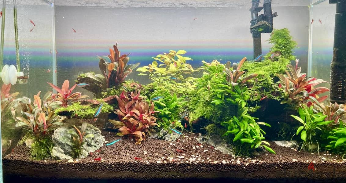 Aquasacpe system 60*30 cm 1