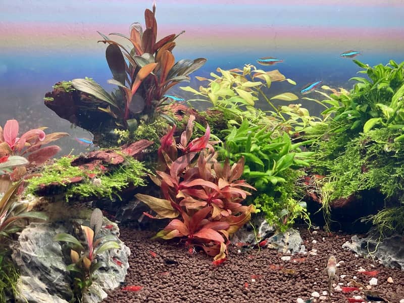 Aquasacpe system 60*30 cm 3