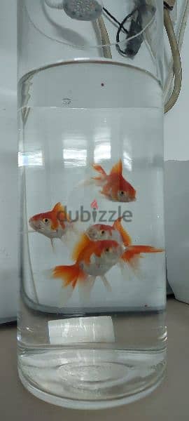 Four Gold Fish For Sell