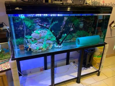 a large size aquarium for Sale faster.