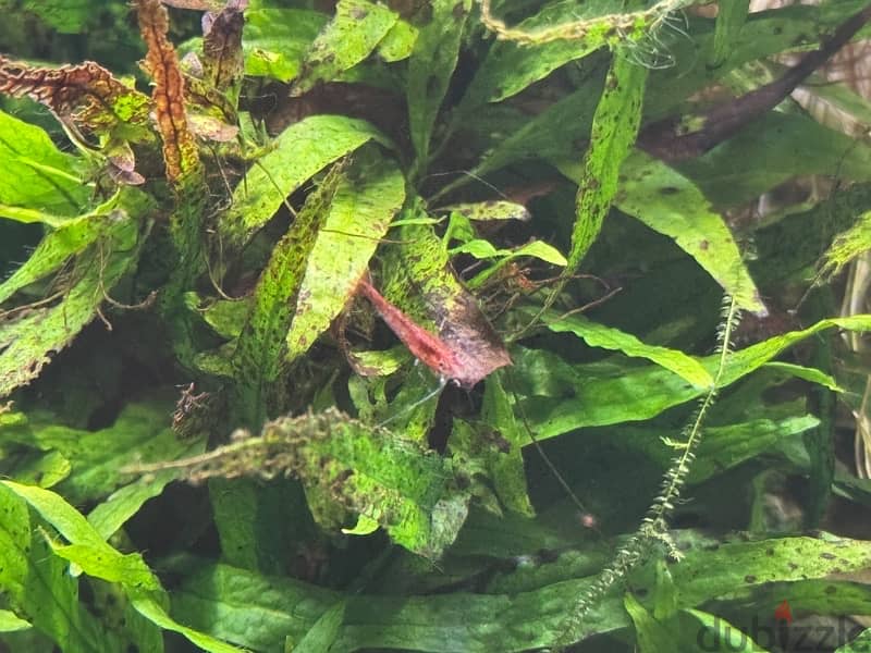 Red shrimp 4