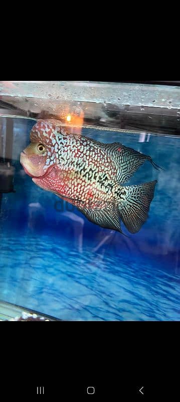 flowerhorn king kamfa male big size