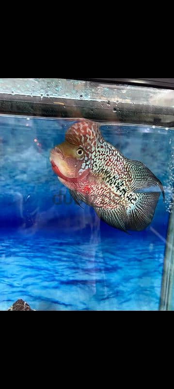 flowerhorn king kamfa male big size 1