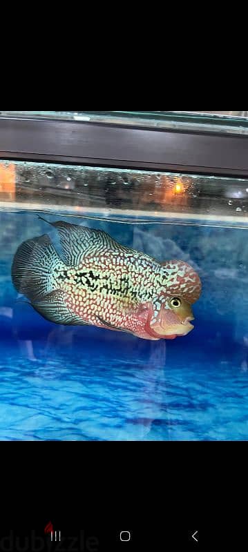 flowerhorn king kamfa male big size 2