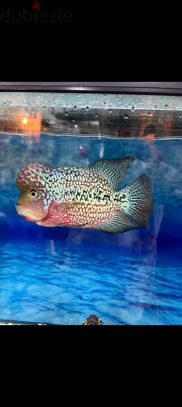 flowerhorn king kamfa male big size 3