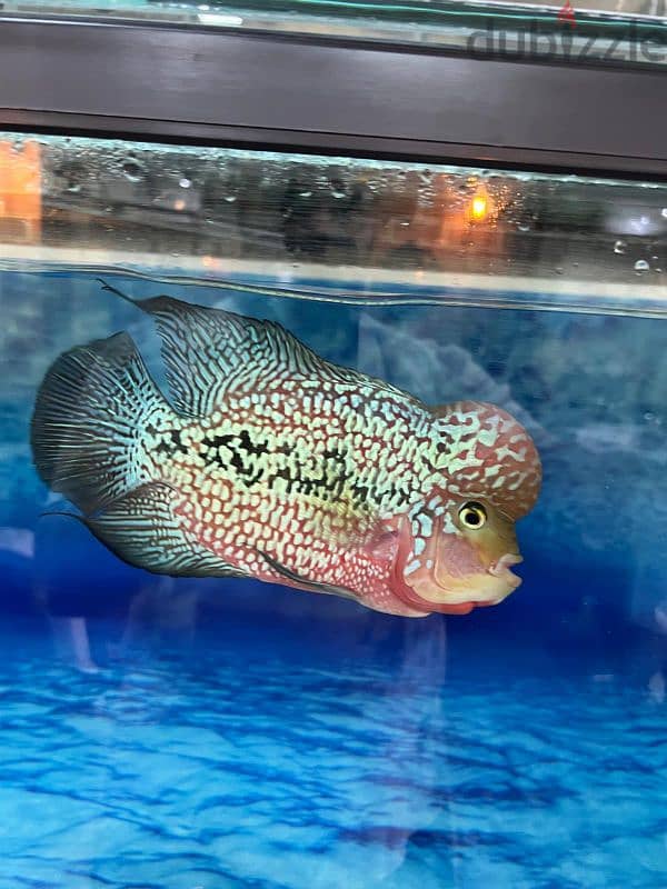 flowerhorn king kamfa male big size 4