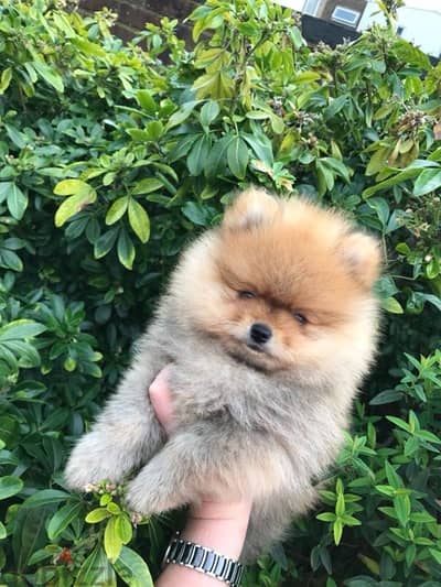 Pomeranian for sale