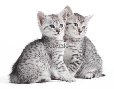 Whatsapp me+96555207281 Egyptian Mau kittens for sale