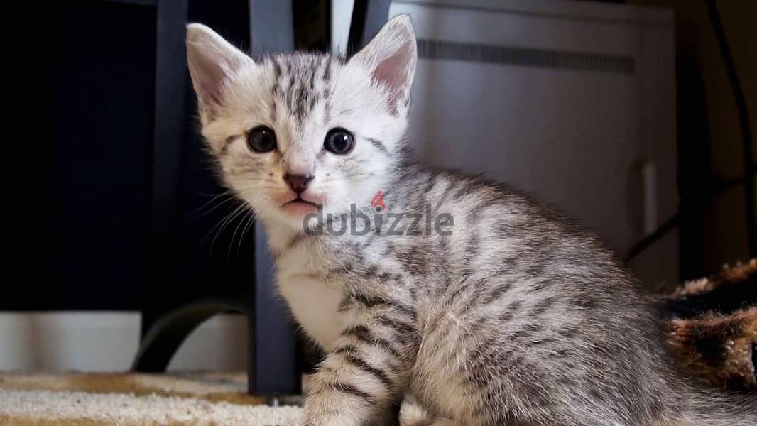 Whatsapp me+96555207281 Egyptian Mau kittens for sale 1