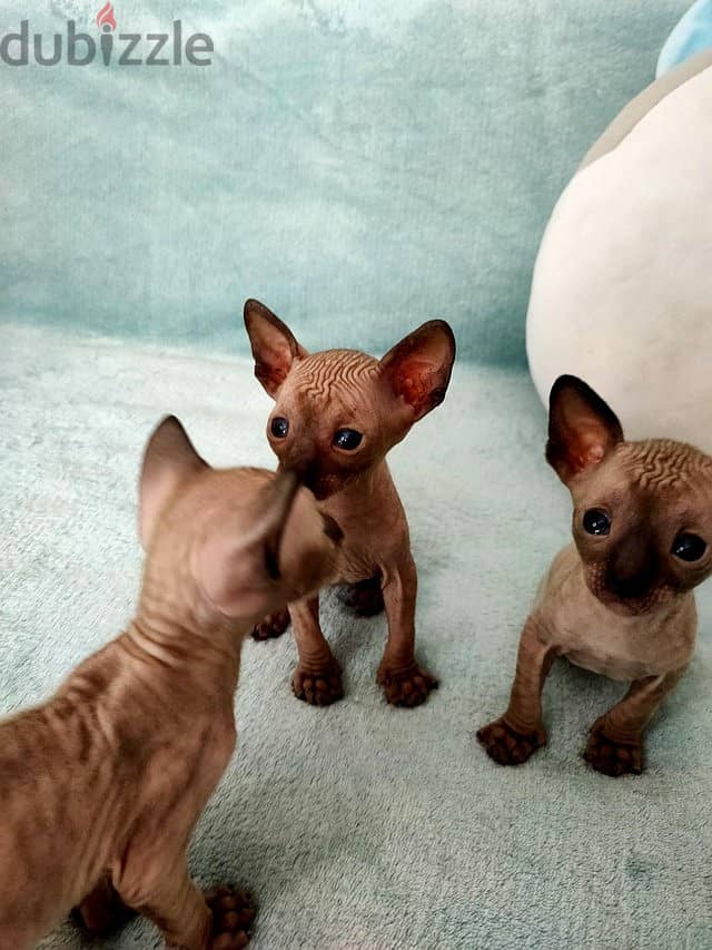 Whatsapp me +96555207281 Cornish Rex kittens for sale 1