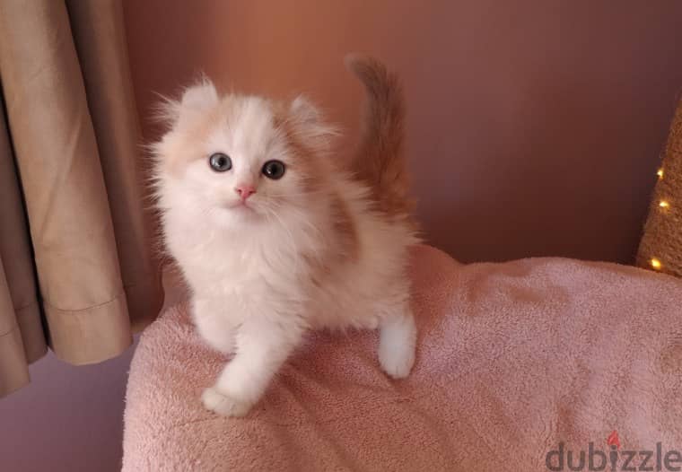 Whatsapp me +96555207281 American Curl kittens for sale 0