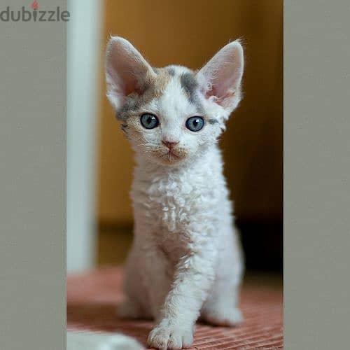 Whatsapp me +96555207281 Devon Rex kittens for sale 0