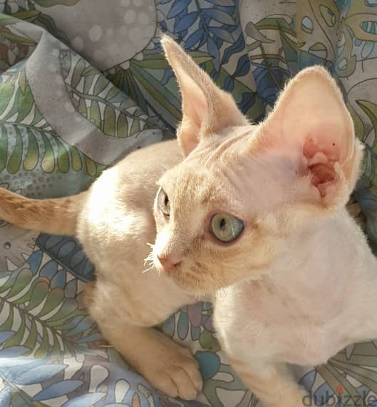 Whatsapp me +96555207281 Devon Rex kittens for sale 1