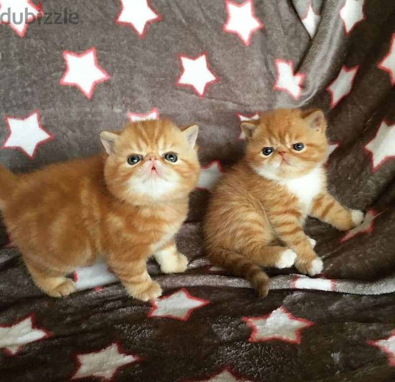 Whatsapp me +96555207281 Exotic Shorthair kittens for sale 0