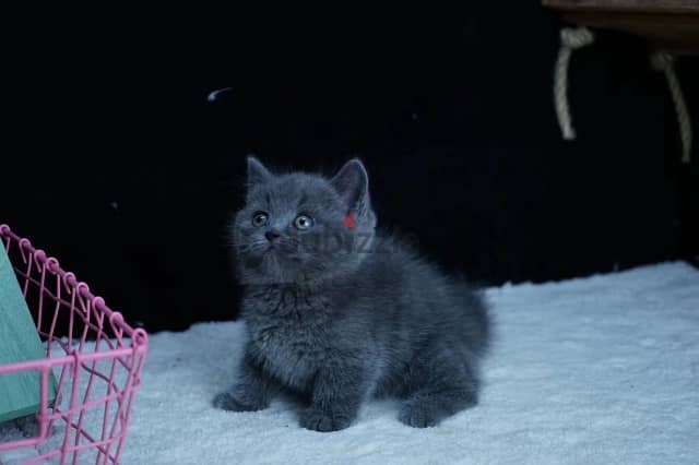 Whatsapp me +96555207281 British shorthair kittens for sale 1