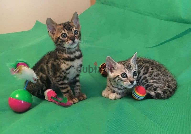 Whatsapp me +96555207281 Bengal Kittens for sale 3