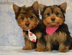 Whatsapp me +96555207281 Yorkie puppies for sale