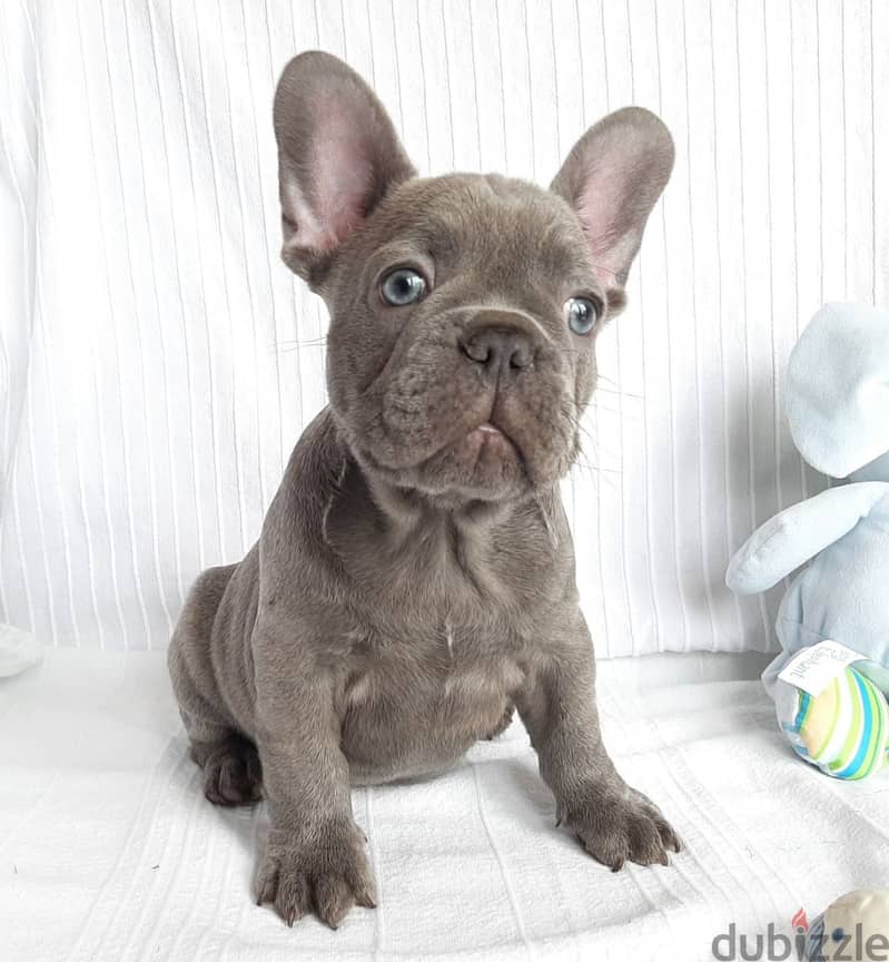 Whatsapp me +96555207281 French Bulldog puppies for sale 0