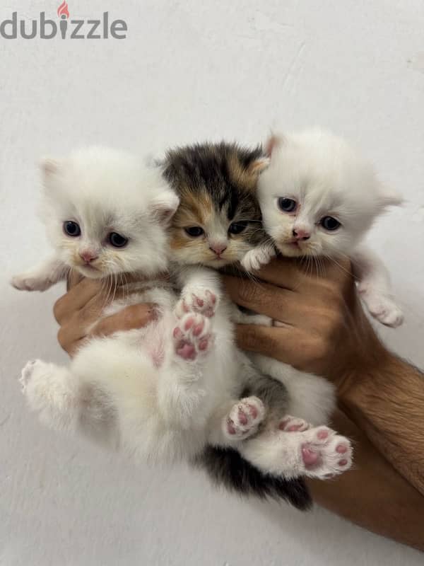 Persian Kittens Original 0