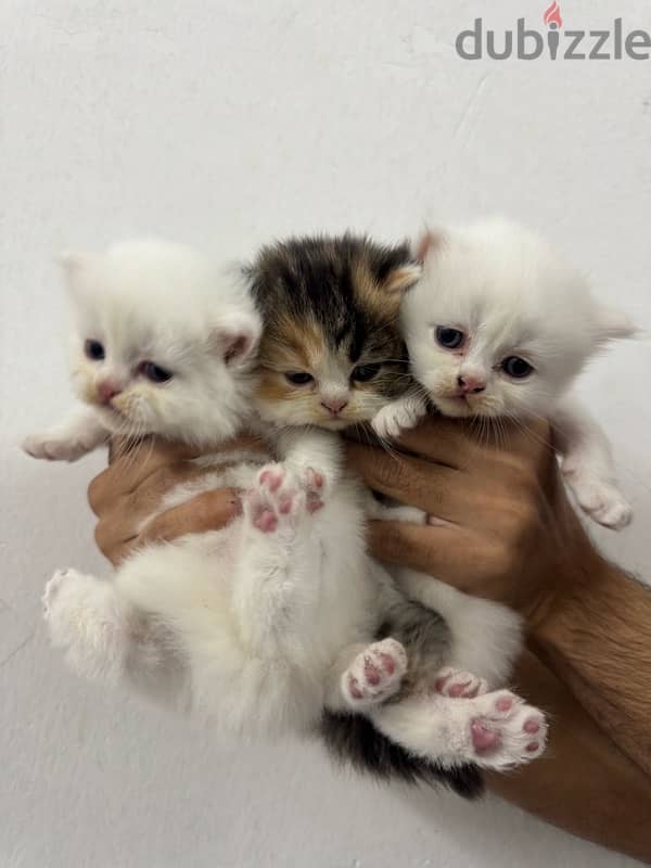 Persian Kittens Original 2