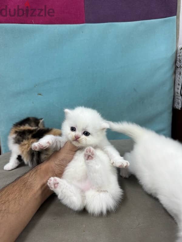 Persian Kittens Original 3