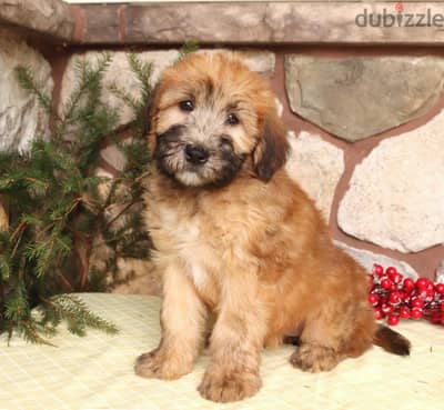 Whatsapp me +96555207281 Wheaten terrier puppies for sale