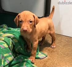 Whatsapp me +96555207281 Vizslas  puppies for sale