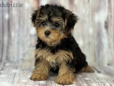 Whatsapp me +96555207281 Yorkiepoo puppies for sale