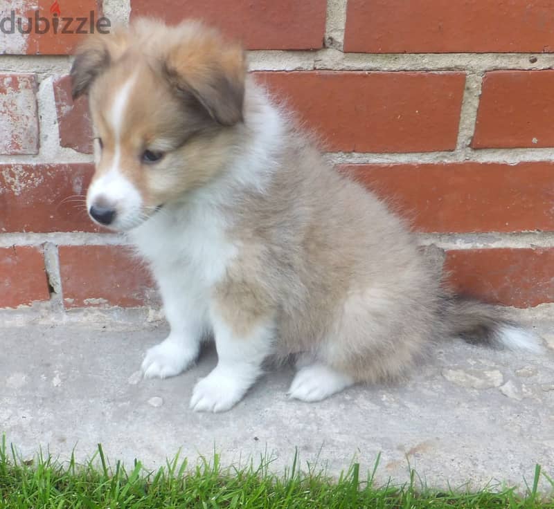 Whatsapp me +96555207281 Shetland sheepdogs puppies for sale 1