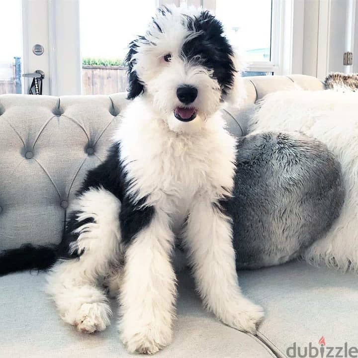 Whatsapp me +96555207281 Sheepadoodle puppies for sale 1