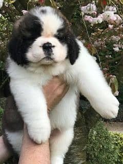 Whatsapp me +96555207281 Saint Bernard puppies  puppies for sale 2