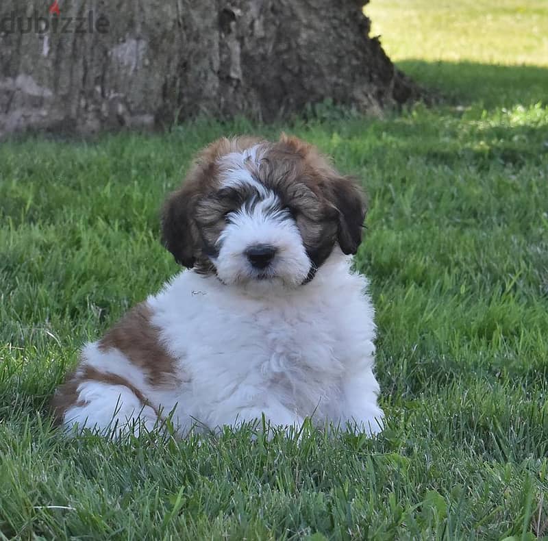 Whatsapp me +96555207281 Saint Berdoodle  puppies for sale 1