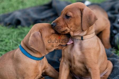 Whatsapp me +96555207281 Rhodesian Ridgeback  puppies for sale