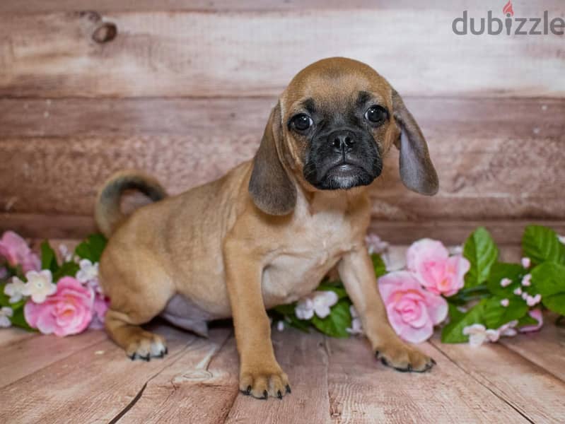 Whatsapp me +96555207281 Puggle puppies for sale 1