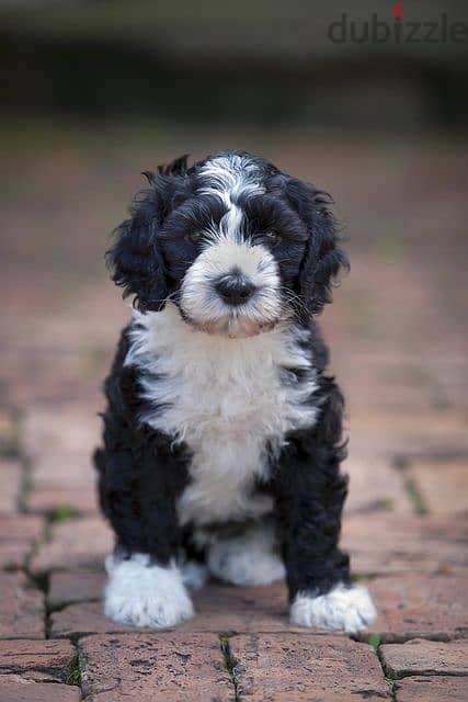 Whatsapp me +96555207281 Portuguese Water Dog puppies for sale 0